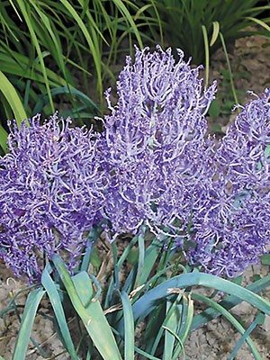 Мускари хохлатый Plumosum 6/7 (20 шт) - 1