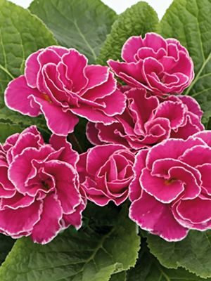 Примула обыкновенная Petticoat Pink F1 (3 шт)