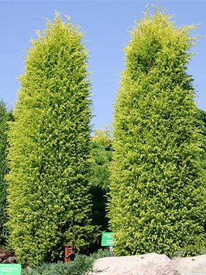 Яловець звичайний Gold Cone (1 шт) - 1