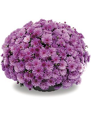 Хризантема дрібноквіткова низькоросла Bransound Purple - 1