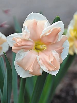 Нарциссы Разрезнокорончатые Apricot Whirl 12/14 (2 шт) - 1