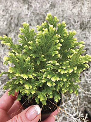Селагинелла Мартенса Variegata (1 шт) - 1