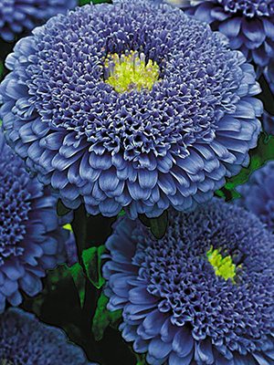 Астра однолетняя (каллистефус) Помпонная Bolero Dark Blue (0,5 г) - 1