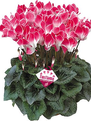 Цикламен великоквіткова Latinia Funflame Magenta F1(осінь) (1 шт) - 1