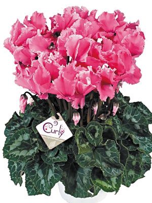 Цикламен великоквіткова Halios Curly Fuchsia F1(осінь) (1 шт) - 1