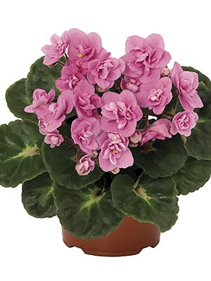 Сенполія (узамбарська фіалка) MAXI Roccoco Pink (1 шт) - 1