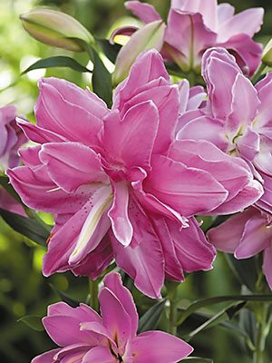 Лилия (Восточные гибриды) Lotus Wonder 12/14 (1 шт) - 1