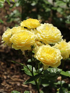 Роза флорибунда Yellow Meilove (1 шт)