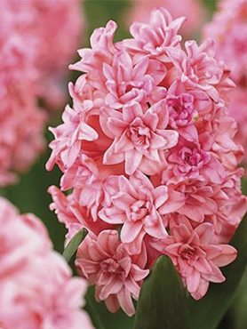 Гиацинт садовый Spring Beauty 14/16 (20 шт)