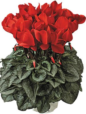 Цикламен Halios Decora Rouge F1 (1 шт) - 1
