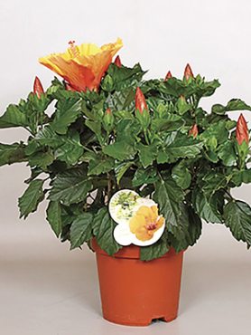 Гибискус китайский Fiori Grande Portofino (1 шт)