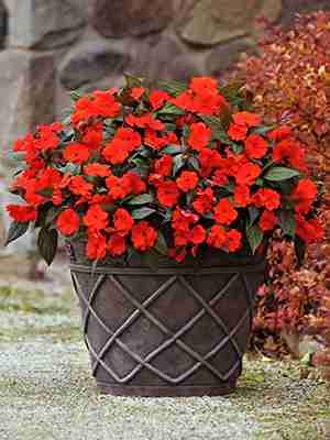 Бальзамин новогвинейский Divine Orange Bronze Leaf, темно-оранжевый (5 шт) - 1