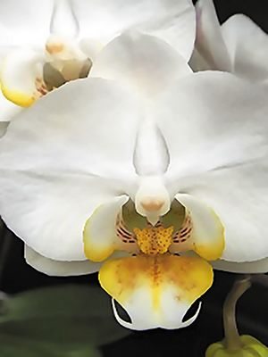 Фаленопсис гибридный Smile Tropics (1 шт)