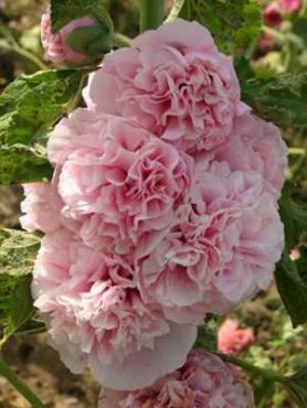 Мальва гибридная Appleblossom, нежно-розовая (5 шт)