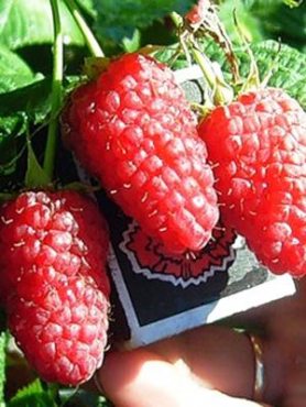 Малина Сенатор (1 шт)