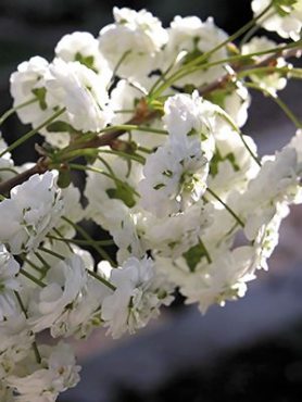 Спирея сливолистная ф. махровая (1 шт)