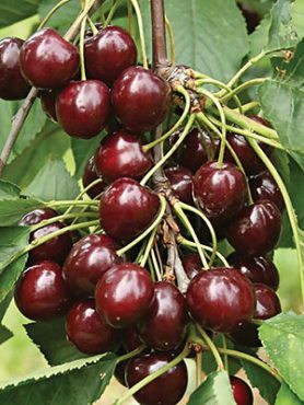 Черешня Ипуть (1 шт)