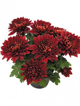 Хризантема горщикова Vido Red (9 шт)