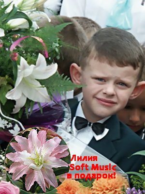 Набір лілій Вересневий букет (15 шт) - 1