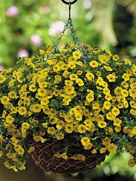 Калибрахоа гибридная Kabloom Yellow (3 шт)