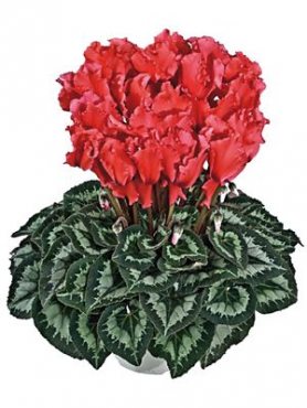Цикламен крупноцветковый Halios Curly Saumon Ecarlate F1 (1 шт)
