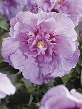 Гібіск сирійський Lavender Chiffon (1 шт)