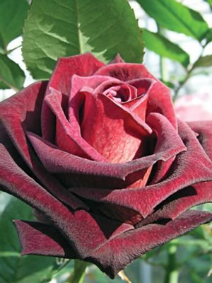 Роза чайно-гибридная Black Baccara (1 шт) - 1
