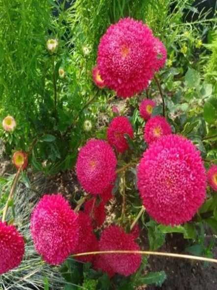 Айстра однорічна Помпонна Bolero Pink (0,50 г) - 1
