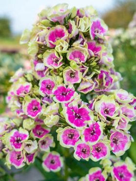 Флокс метельчатый Orchid Yellow (1 шт)
