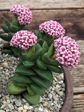 Толстянка скальная Springtime (1 шт)