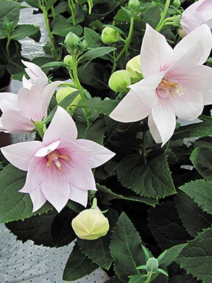 Платикодон крупноцветковый Astra Semi-Double Pink (1 шт) - 1