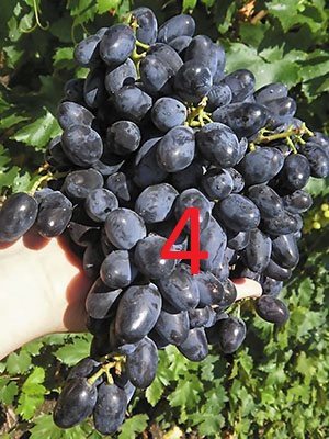 Виноград Академик (2 шт) - 5