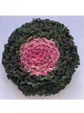 Капуста декоративна Kamome Pink F1 (10 шт)