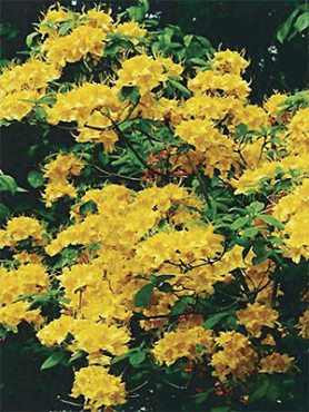 Рододендрон х Knap Hill Yellow Pom Pom(1 шт)