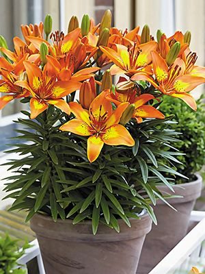 Азиатские гибриды Bright Joy 12/14 (1 шт) - 1