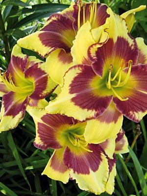 Лилейник гибридный Punxsutawney Phil (1 шт) - 1