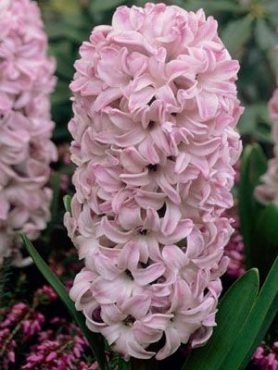 Гиацинт садовый Splendid Cornelia 14/15 (100 шт)
