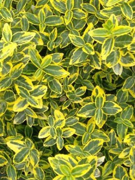 Бересклет Форчуна Emerald Gold (1 шт)
