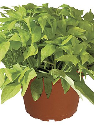 Ипомея (батат) FloraMia Lime (3 шт) - 1