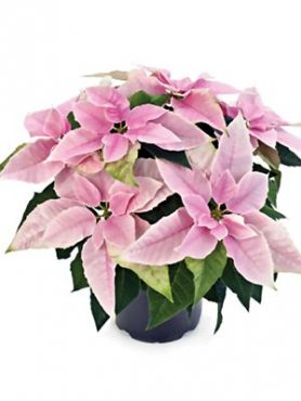 Пуансеттия прекрасная Princettia Pink (1 шт)