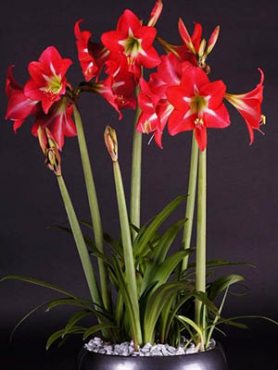 Гиппеаструм гибридный Striped Garden 14/16 (1 шт)