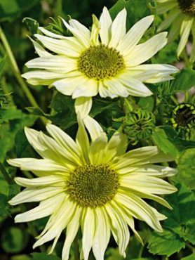 Соняшник слабкий Cucumerifolius Italian Green Heart (20 шт)