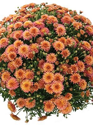 Хризантема мелкоцветковая низкорослая Branfruit (3 шт) - 1
