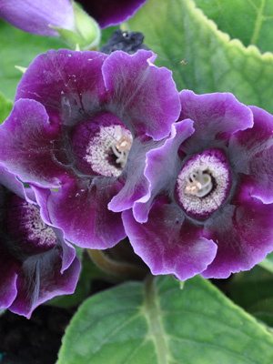 Синінгія (глоксинія) прекрасна Violacea 5/6 (1 шт) - 1