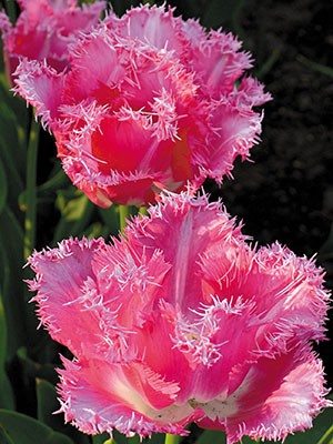 Тюльпани Бахромчасті Fancy Frills 12/+ (100 шт) - 1