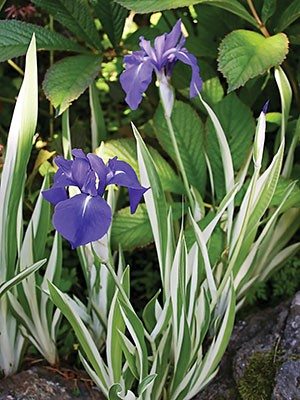 Ірис гладкий Variegata (1 шт) - 1