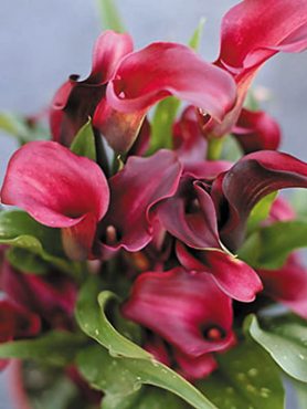 Калла Allure 12/14 (1 шт)