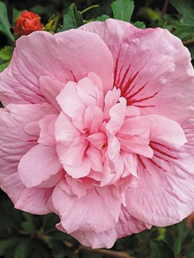 Гібіск сирійський Pink Chiffon (1 шт)