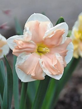 Нарциссы Разрезнокорончатые Apricot Whirl 12/14 (2 шт)