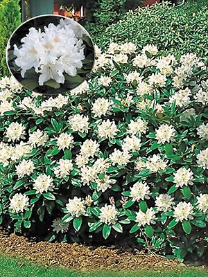 Рододендрон кавказский Cunningham's White (1 шт) - 1